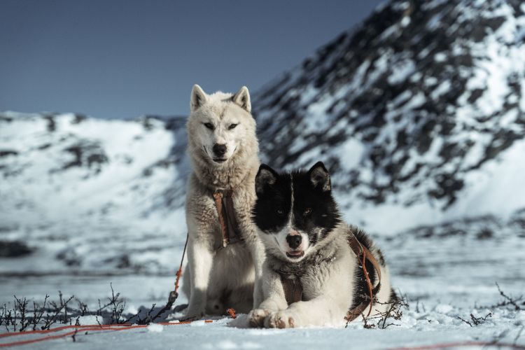 Expédition What's Left : Deux chiens du Groenland